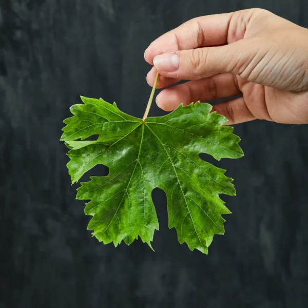 hand-holding-grape-leaf-dark-background-high-quality-photo