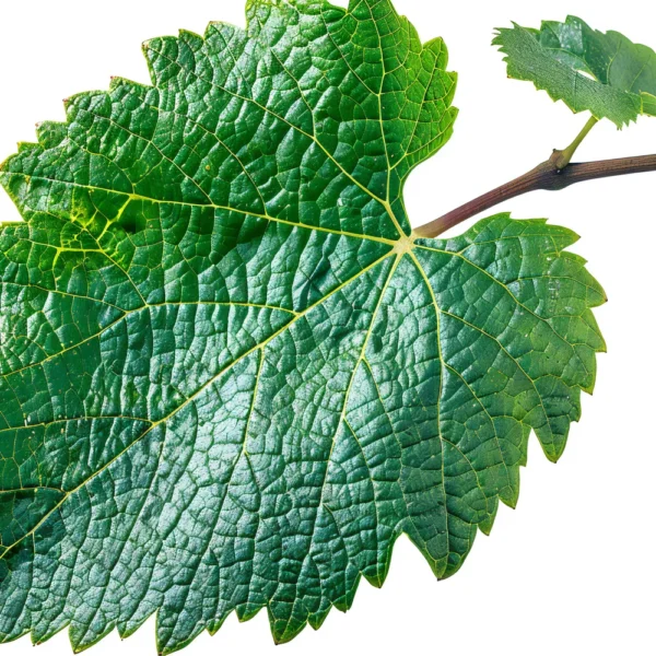 vine-leaf-isolated-white-background-photo-with-green-grape-leaves-branch